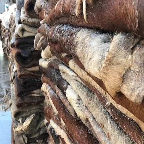 Wholesale Dealer of Cheapest Price Dry and Wet Salted Cow Hides / Skins / Animal Cattle Hides