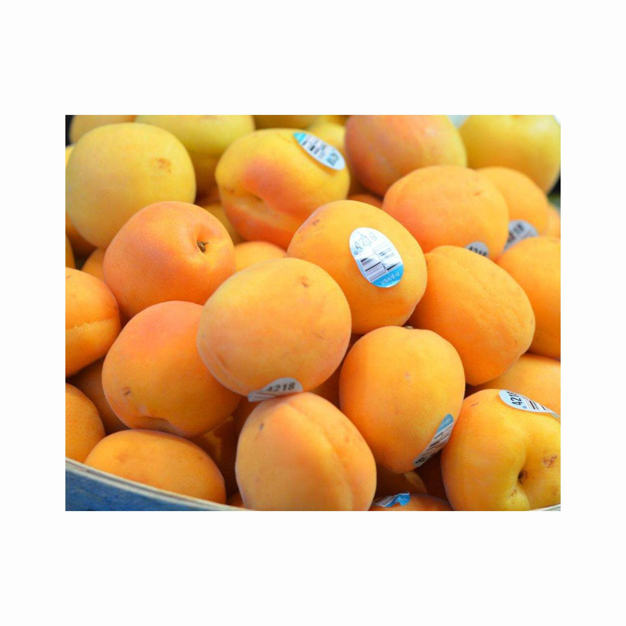 Dried Apricot Kernel bitter and Sweet Apricot Kernel Low Price