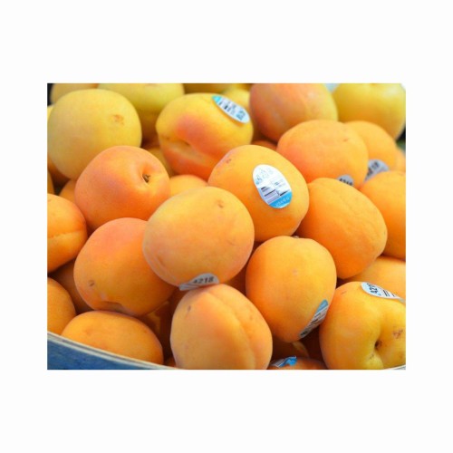 Dried Apricot Kernel bitter and Sweet Apricot Kernel Low Price