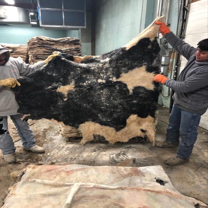 Wholesale Dealer of Cheapest Price Dry and Wet Salted Cow Hides / Skins / Animal Cattle Hides