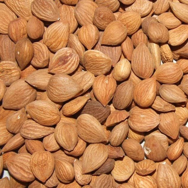 Dried Natural Apricot Kernels