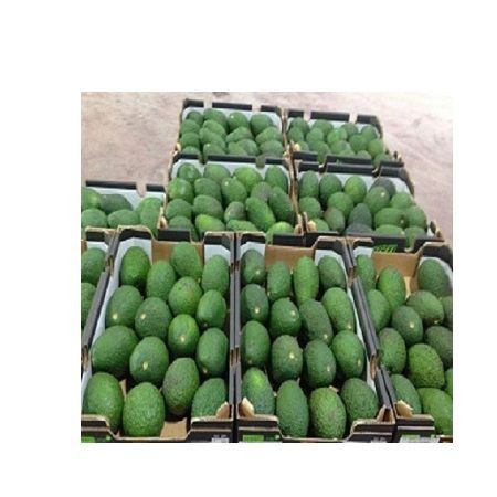Wholesale Fresh and Frozen Top Grade Avocado Fruits at Good Price