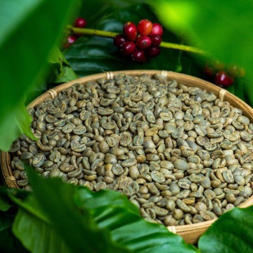Bulk Arabica and Robusta Green Coffee Beans Unroasted Premium Quality