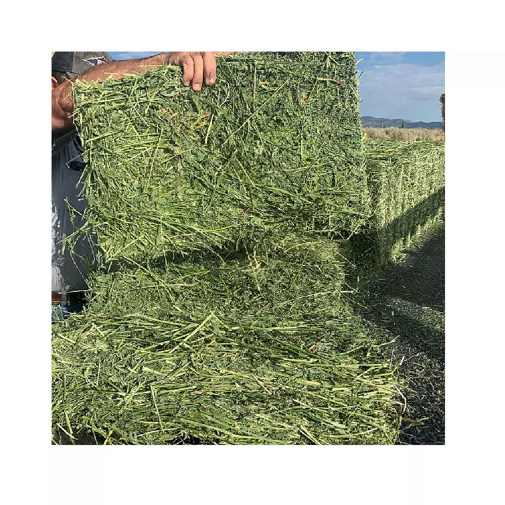 Alfalfa Hay Premium Quality Animal Feed Grass Hay Wholesale Supplier for Importers