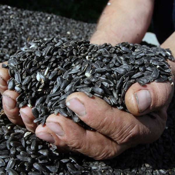 Buy Grade 1 Dried Sunflower Seeds Kernel / Peeled Blanched Sunflower Seeds with Low Price Wholesale