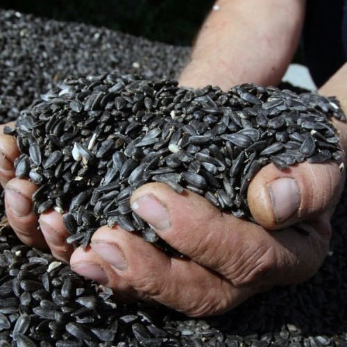 Buy Grade 1 Dried Sunflower Seeds Kernel / Peeled Blanched Sunflower Seeds with Low Price Wholesale