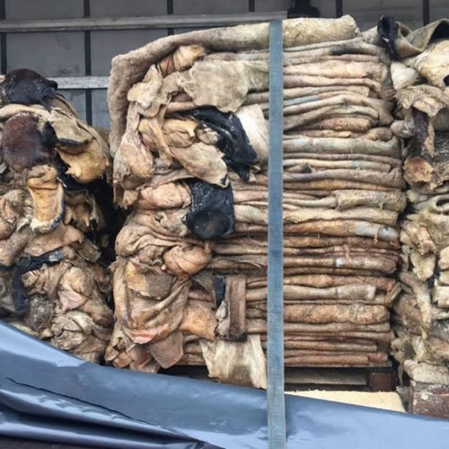 Wet and Dry Salted Cow Hides/ Wet Salted Cattle Hides