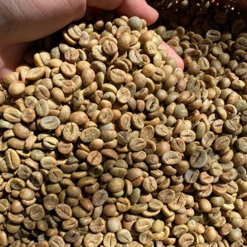 Bulk Arabica and Robusta Green Coffee Beans Unroasted Premium Quality