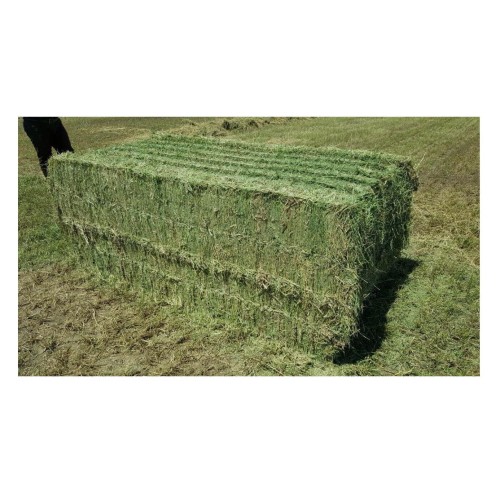 Alfalfa Hay Premium Quality Animal Feed Grass Hay Wholesale Supplier for Importers